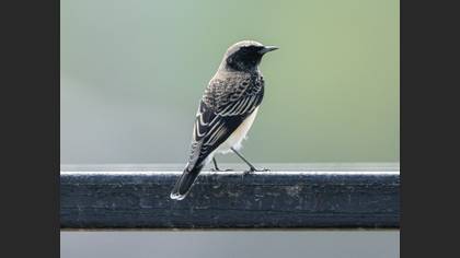 Pied Wheatear