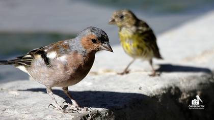Common Chaffinch