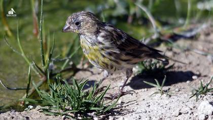 European Serin