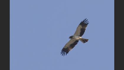 Küçük kartal