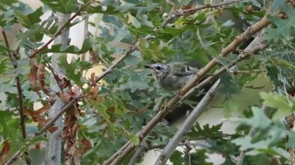 Common Firecrest
