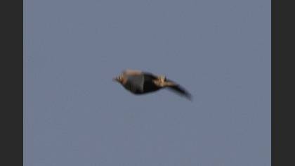 Black-bellied Sandgrouse