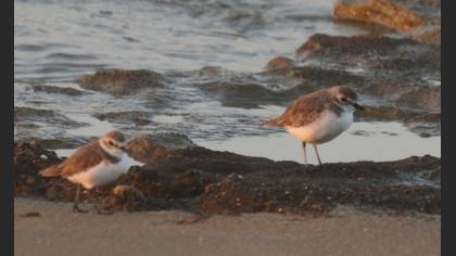 Tibetan Sand Plover