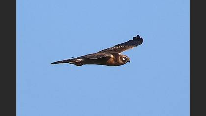 Pallid Harrier