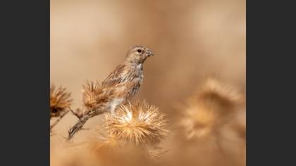 Common Linnet