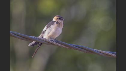 Red-rumped Swallow