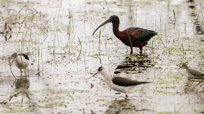 Glossy Ibis