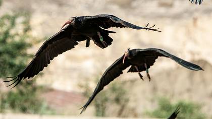 Northern Bald Ibis