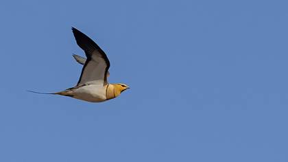 Pin-tailed Sandgrouse