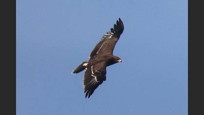 Lesser Spotted Eagle
