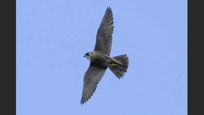 Peregrine Falcon