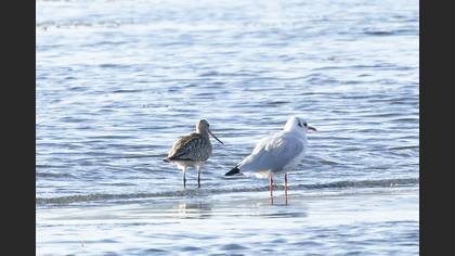 Bar-tailed Godwit
