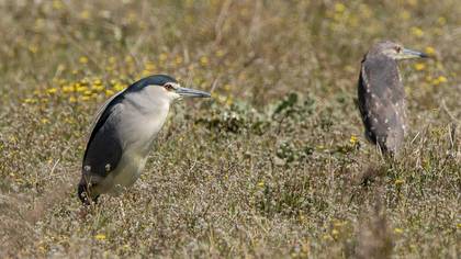 Black-crowned Night Heron