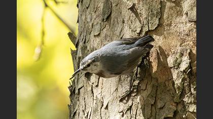 Anadolu sıvacısı
