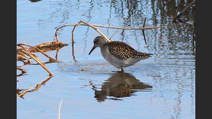 Orman düdükçünü