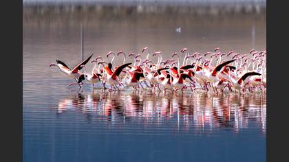 Flamingo