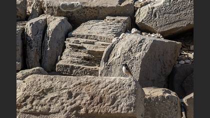 Kızılca kuyrukkakan
