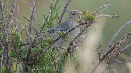 Zeytin mukallidi