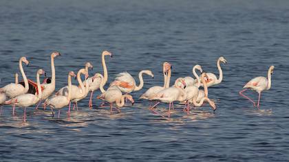 Flamingo