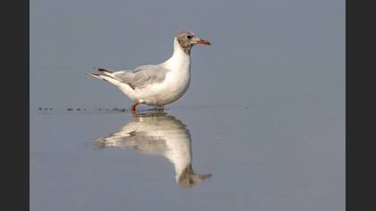 Karabaş martı