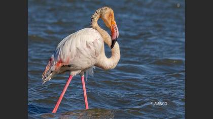 Flamingo