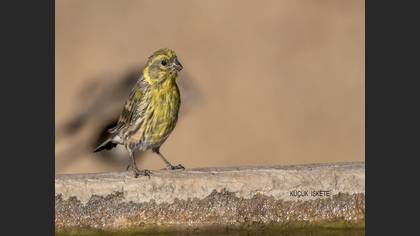 Küçük iskete