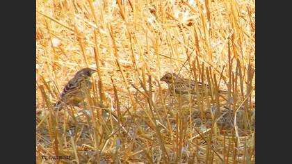 Tanımsız