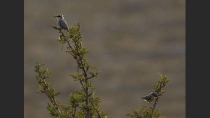 Tanımsız