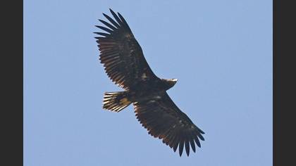 Akkuyruklu Kartal