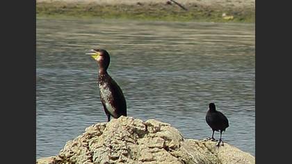 Karabatak