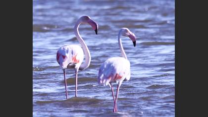 Flamingo