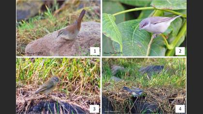 Tanımsız