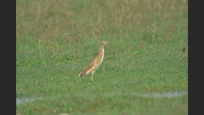 Alaca Balıkçıl