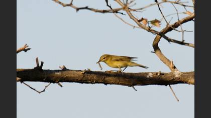 Söğütbülbülü