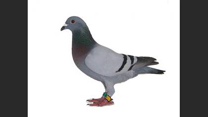 Tanımsız