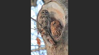 Alaca Baykuş