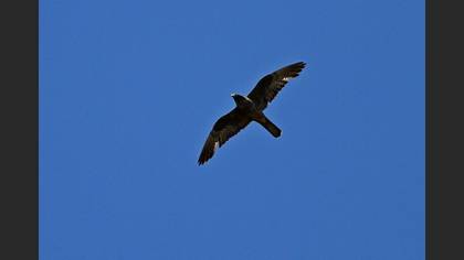 Ada Doğanı