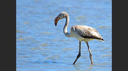 Flamingo