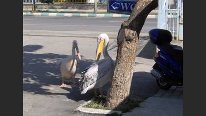 Tanımsız