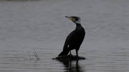Karabatak