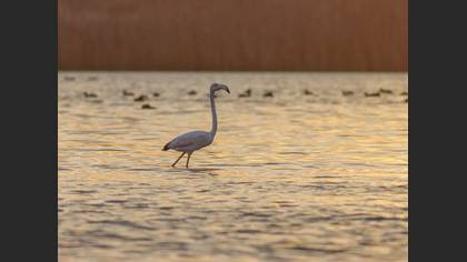 Flamingo