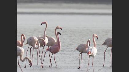 Küçük flamingo