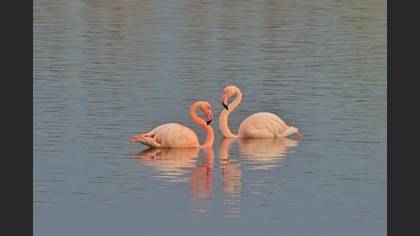 Flamingo