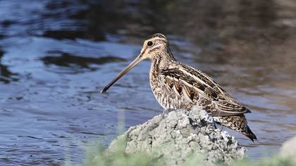 Common Snipe