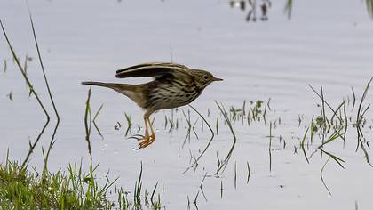 Meadow Pipit