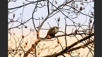 Grey-headed Woodpecker