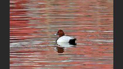 Common Pochard