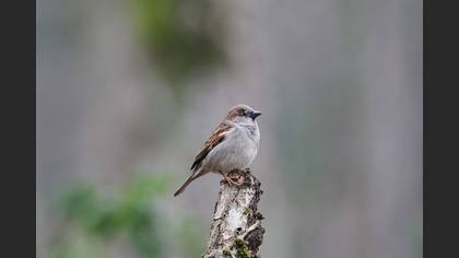 House Sparrow