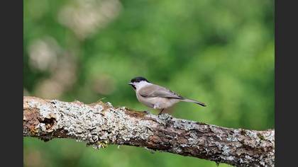 Marsh Tit