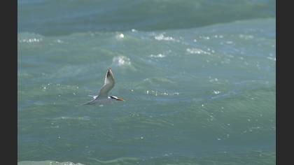 Lesser Crested Tern